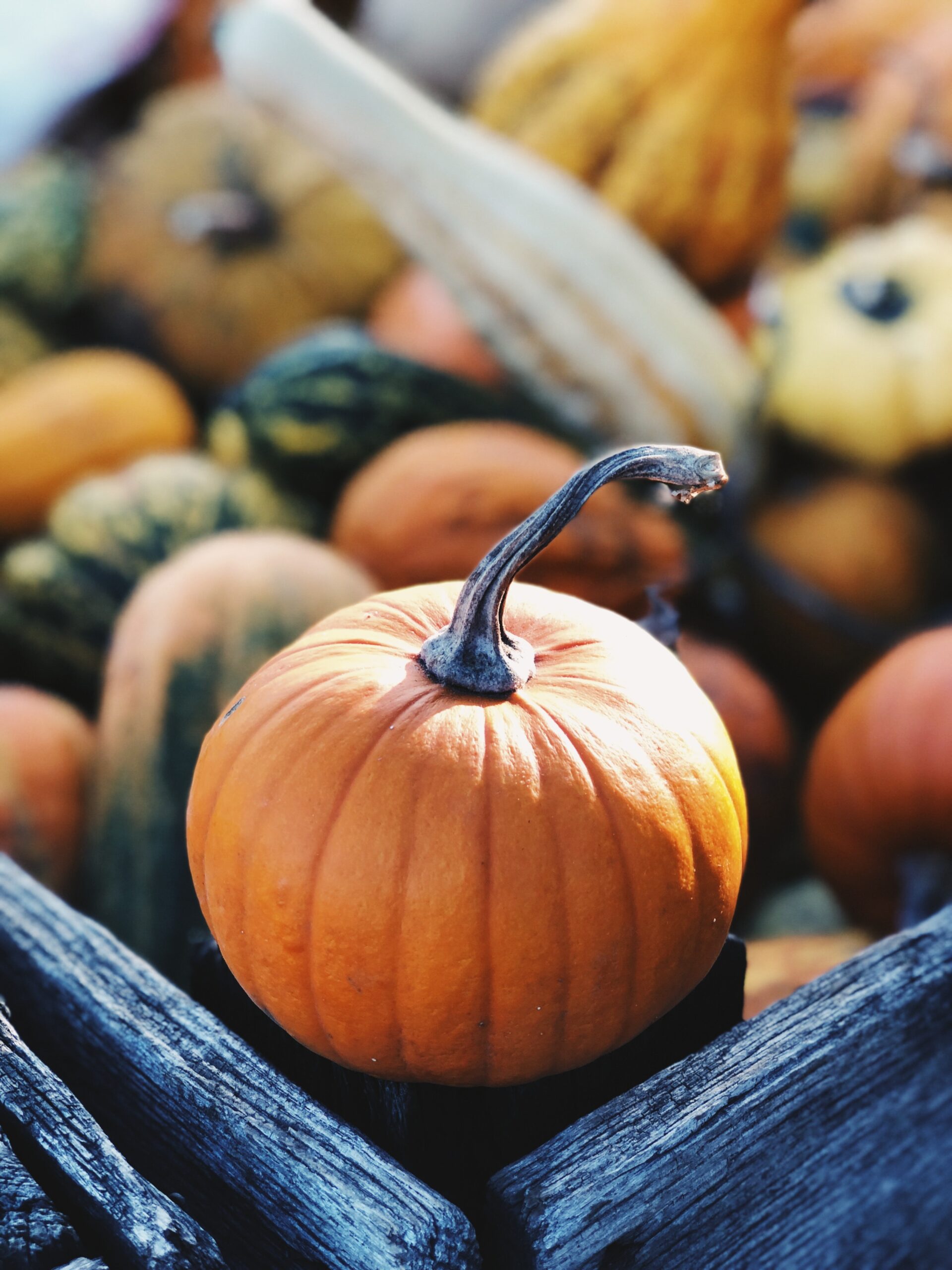 Cooking Class: Flavors of Fall with Squash and Pumpkin